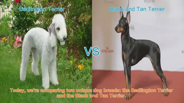 Video thumbnail for Bedlington Terrier vs. Black and Tan Terrier: A Comparison