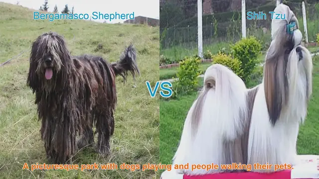 Video thumbnail for Bergamasco Shepherd vs. Shih Tzu: A Comparison of Long-Haired Dog Breeds