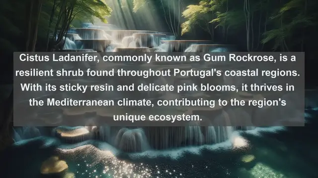 Video thumbnail for Exploring Portugal's Natural Treasures: Top 10 Native Plants You Need to Know