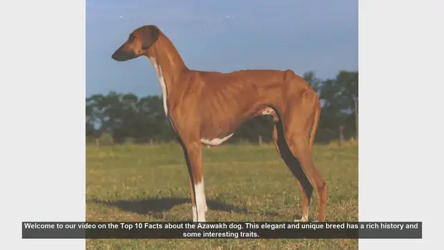 Video thumbnail for Top 10 Fascinating Facts About the Azawakh Dog