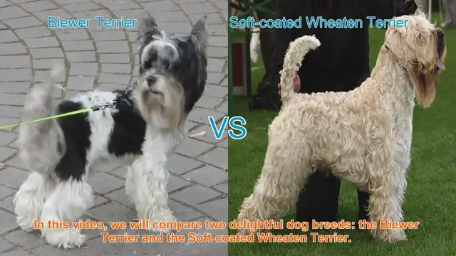 Video thumbnail for Comparing Biewer Terrier and Soft-coated Wheaten Terrier: A Comprehensive Guide