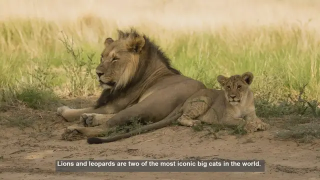 Video thumbnail for 10 Key Differences Between Lions and Leopards