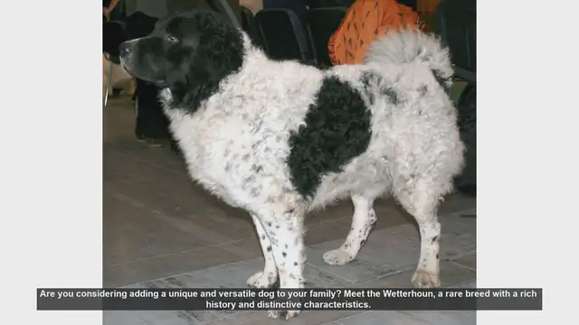Video thumbnail for Meet the Wetterhoun: The Loyal and Versatile Frisian Water Dog