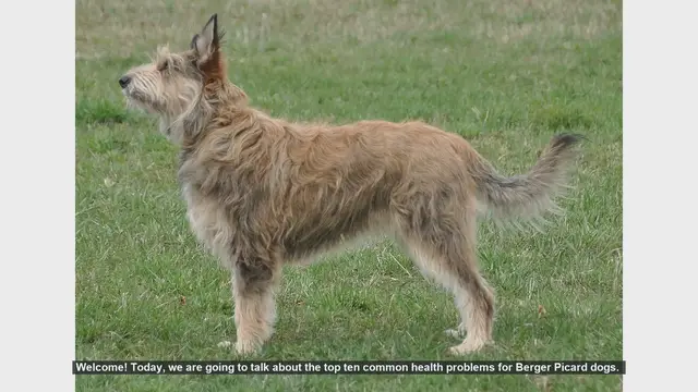 Video thumbnail for Top 10 Common Health Problems in Berger Picard Dogs