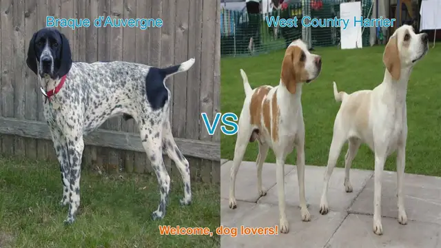 Video thumbnail for Braque d'Auvergne vs. West Country Harrier: A Comprehensive Comparison