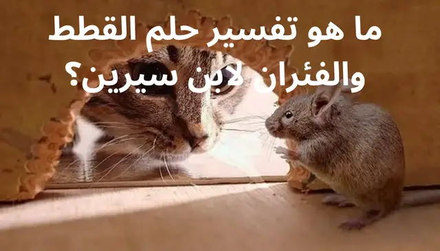Video thumbnail for ما هو تفسير حلم القطط والفئران لابن سيرين؟