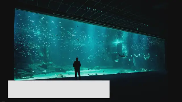 'Video thumbnail for Cloudy Fish Tank Water: Reasons and Solutions'