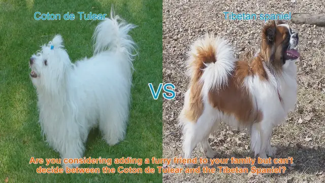 Video thumbnail for Coton de Tulear vs. Tibetan Spaniel: A Comprehensive Comparison