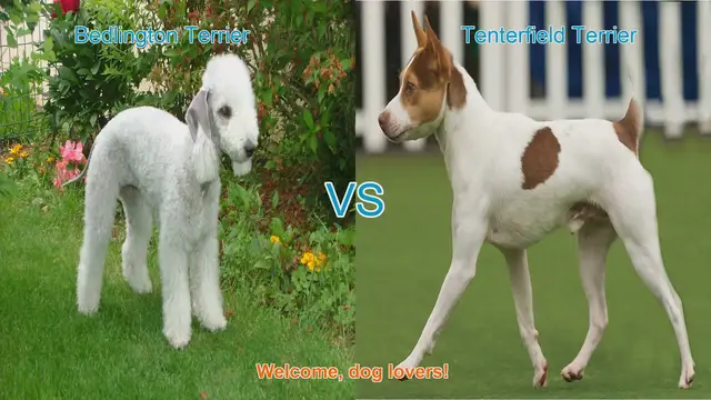 Video thumbnail for Bedlington Terrier vs. Tenterfield Terrier: A Comprehensive Comparison