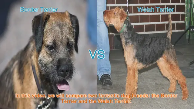 Video thumbnail for Border Terrier vs. Welsh Terrier: A Comparison of Two Fantastic Dog Breeds
