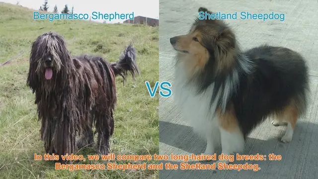 Video thumbnail for Bergamasco Shepherd vs. Shetland Sheepdog: A Breed Comparison