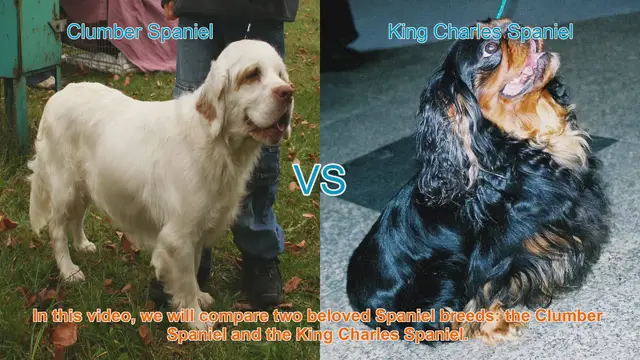 Video thumbnail for Clumber Spaniel vs. King Charles Spaniel: A Breed Comparison