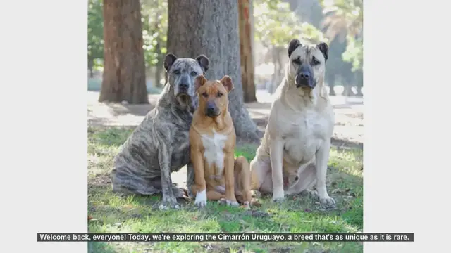 Video thumbnail for Cimarrón Uruguayo: Pros and Cons of This Unique Breed