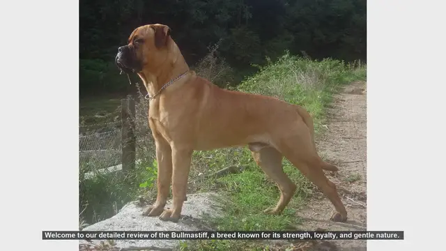 Video thumbnail for Bullmastiff Breed Review: Strength, Loyalty, and Gentle Nature
