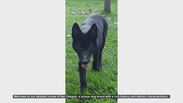 Video thumbnail for Calupoh Dog Breed Review: Pros and Cons of Owning a Calupoh