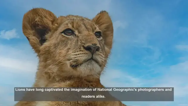 Video thumbnail for Top 10 Famous Lions in National Geographic