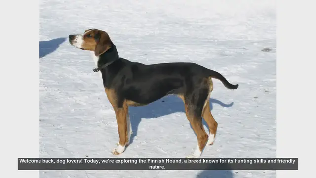 Video thumbnail for Top 10 Facts About the Finnish Hound Dog