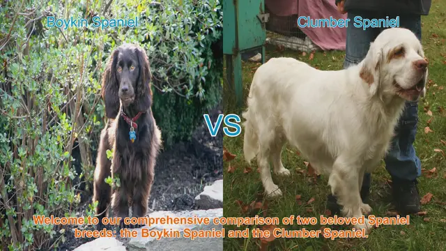 Video thumbnail for Boykin Spaniel vs. Clumber Spaniel: A Comprehensive Breed Comparison