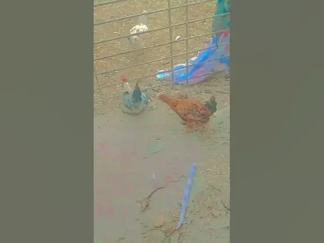 Video thumbnail for Bakra Eid Mubarak