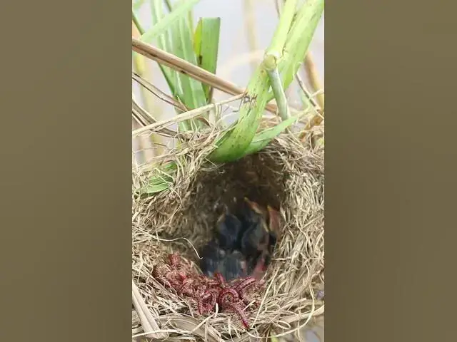 Video thumbnail for Babies Bird Eating Worm in Nest #026  #birdfeed #nature #electriceels #birdfeeder #birdslover