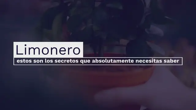 Video thumbnail for Limonero – estos son los secretos que absolutamente necesitas saber