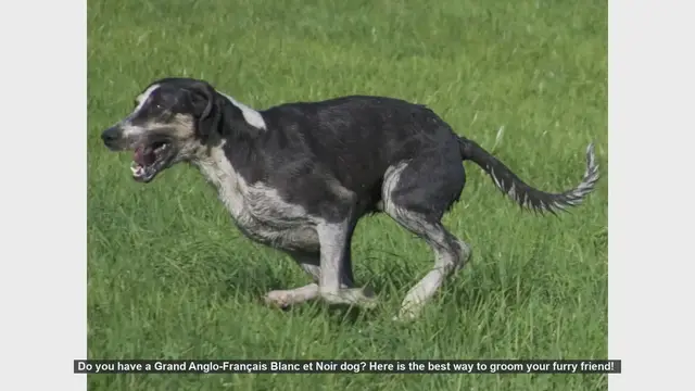 Video thumbnail for How to Groom Your Grand Anglo-Français Blanc et Noir Dog: Step-by-Step Guide