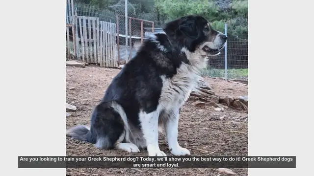 Video thumbnail for How to Train Your Greek Shepherd Dog: Tips and Techniques