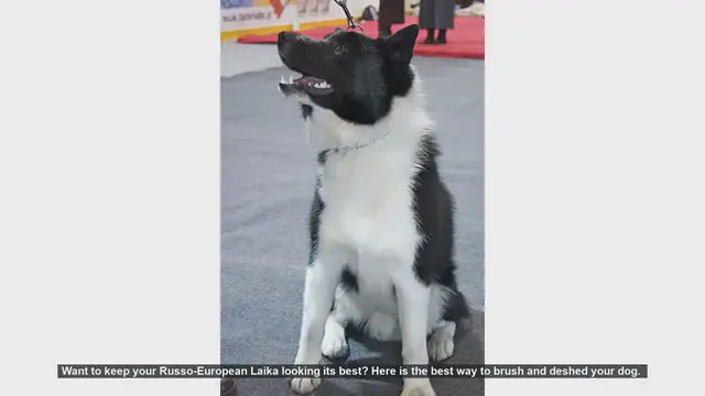 Video thumbnail for How to Brush and Deshed Your Russo-European Laika
