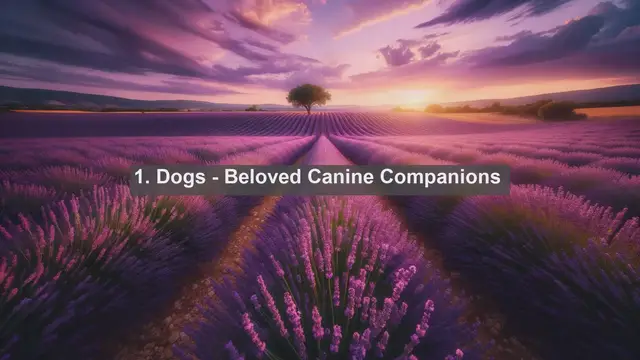 Video thumbnail for Dominican Delights: Top 10 Favorite Pets in the Dominican Republic