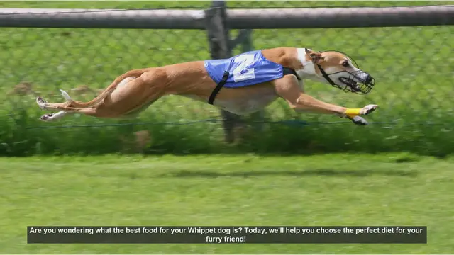Video thumbnail for Best Diet Tips for Your Energetic Whippet Dog