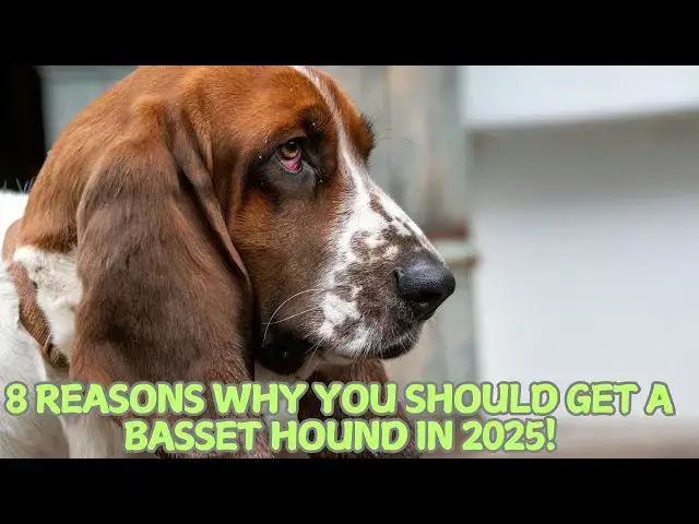 Video thumbnail for 8 Reasons Why You Should Get a Basset Hound in 2025! 🐶