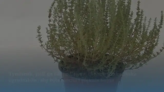 Video thumbnail for Tymianek, jeśli go tak podlejesz, uschnie! Wskazówka ogrodników, aby była mocna i pięknie bujna