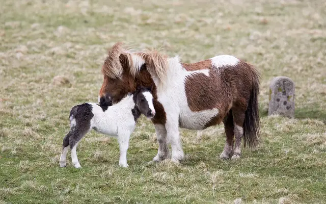 Video thumbnail for Unst - Rauhe Landschaft und Shetlandponys