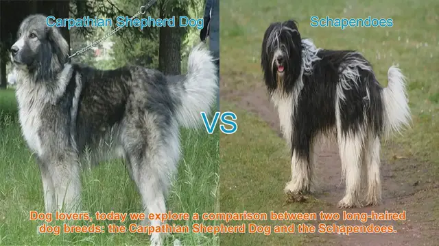 Video thumbnail for Carpathian Shepherd Dog vs. Schapendoes: A Comparison of Long-Haired Breeds
