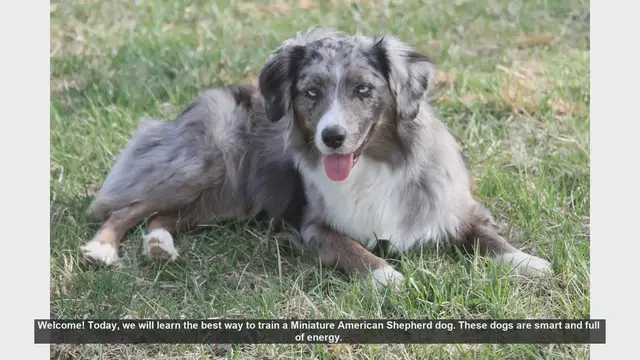 Video thumbnail for Ultimate Guide to Training Your Miniature American Shepherd