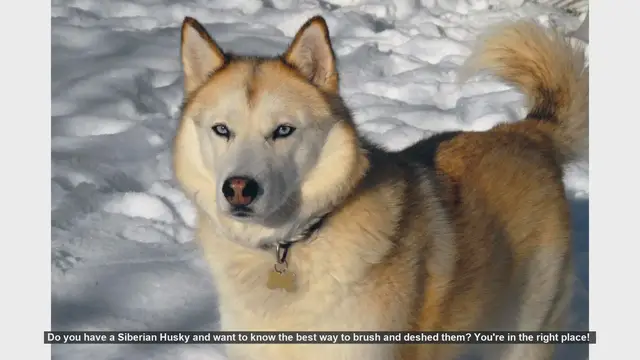 Video thumbnail for How to Brush and Deshed Your Siberian Husky: Essential Tips