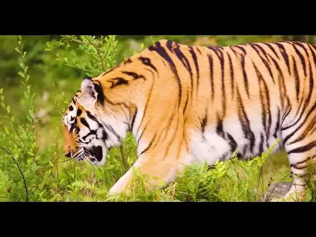 Video thumbnail for Can Tigers Be Social with Humans?