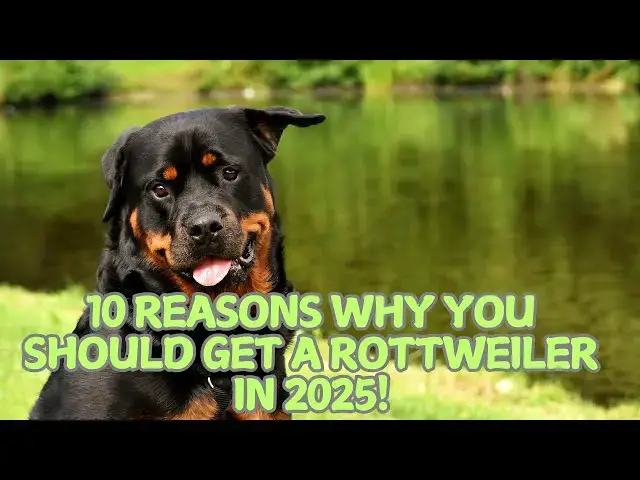 Video thumbnail for 10 Reasons Why You Should Get a Rottweiler in 2025! 🛡️