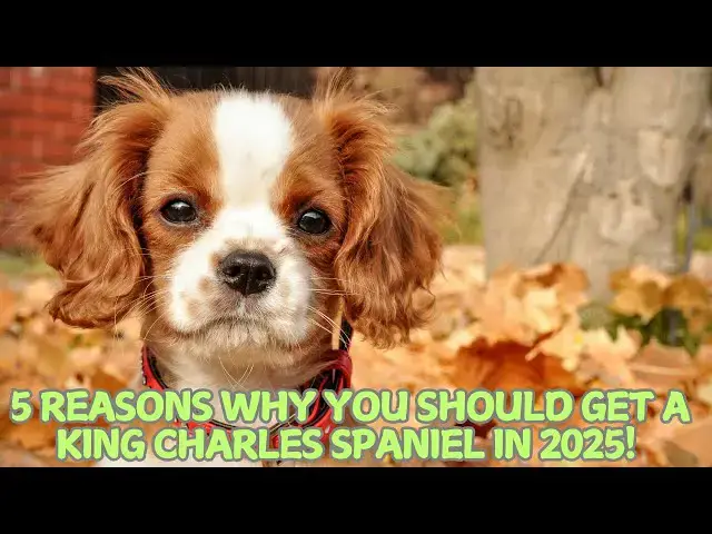 Video thumbnail for 5 Reasons Why You Should Get a King Charles Spaniel in 2025! 👑