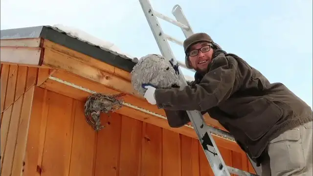 Video thumbnail for How to Get Rid of Wasps