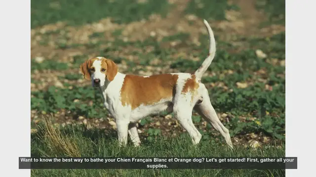 Video thumbnail for How to Bathe Your Chien Français Blanc et Orange: Step-by-Step Guide