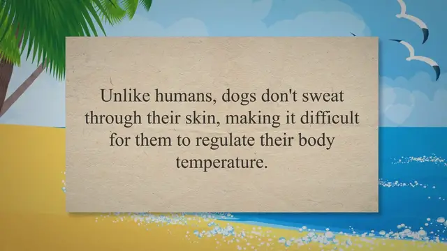 'Video thumbnail for Beat the Heat: 5 Ways to Keep Your Dog Cool and Safe this Summer'