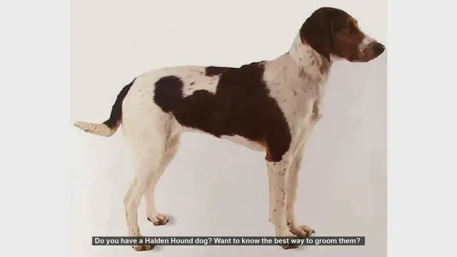 Video thumbnail for Ultimate Guide to Grooming Your Halden Hound
