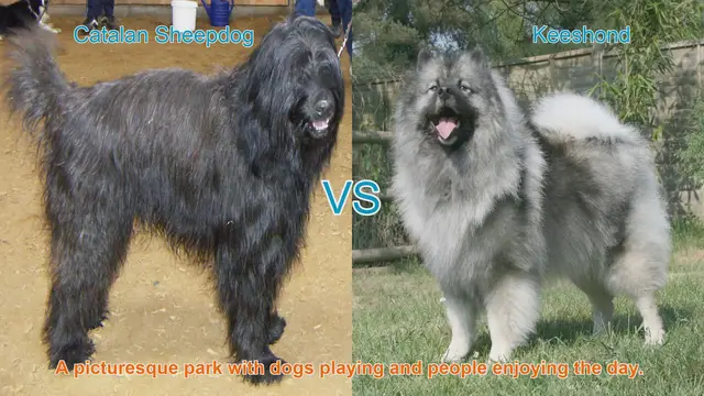 Video thumbnail for Comparing Catalan Sheepdog and Keeshond: Long-Haired Dog Breeds