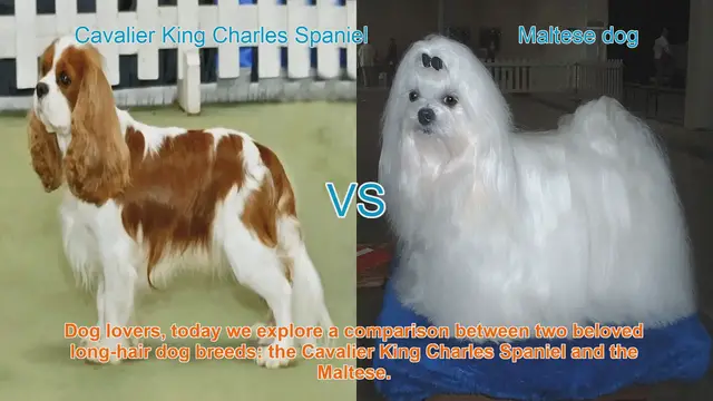 Video thumbnail for Cavalier King Charles Spaniel VS Maltese dog