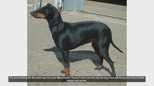 Video thumbnail for Top 10 Toys to Keep Your Manchester Terrier Happy and Active