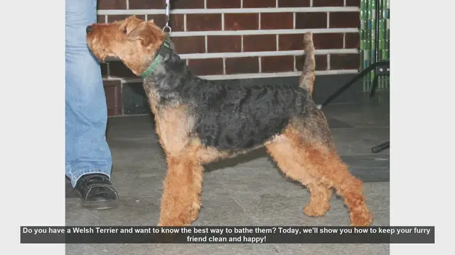 Video thumbnail for How to Bathe Your Welsh Terrier: Step-by-Step Guide