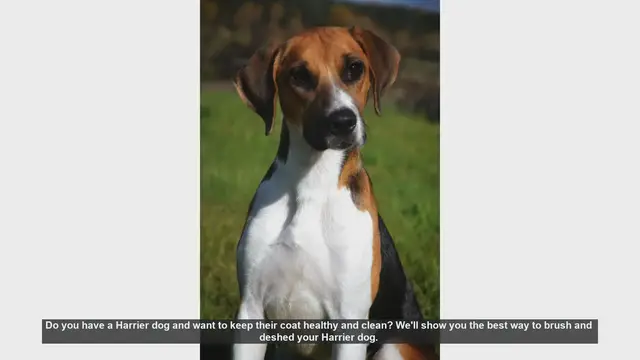 Video thumbnail for How to Brush and Deshed Your Harrier Dog for a Healthy Coat