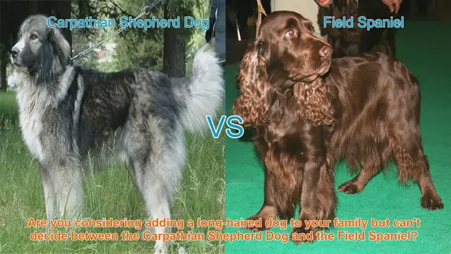 Video thumbnail for Carpathian Shepherd Dog vs. Field Spaniel: A Comprehensive Comparison