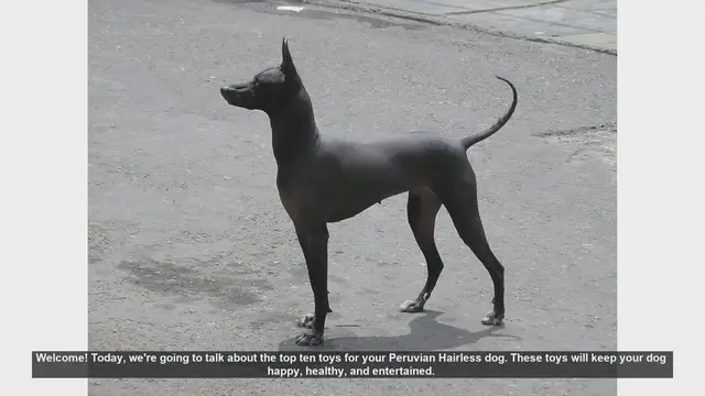 Video thumbnail for Top 10 Toys for Your Peruvian Hairless Dog